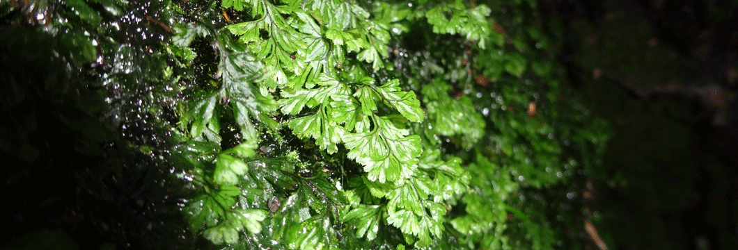 Bandeau-Hymenophyllum-tumbridgense--Erwan-Glemarec