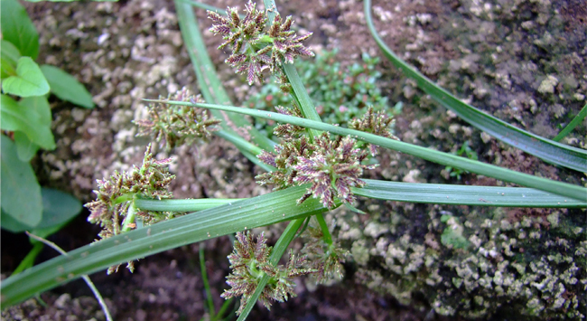 Bandeau-sortie-letronchet-cyperus-fuscus