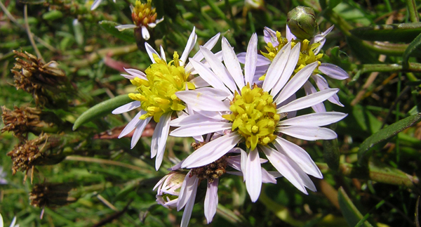 Flore Aster 1