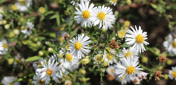 Flore Aster 2