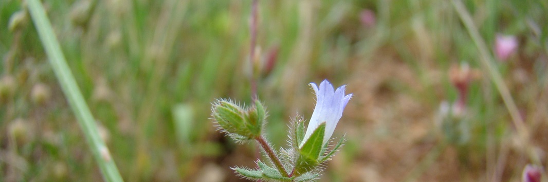 Bandeau-Flore-Campanula-erinus-JG