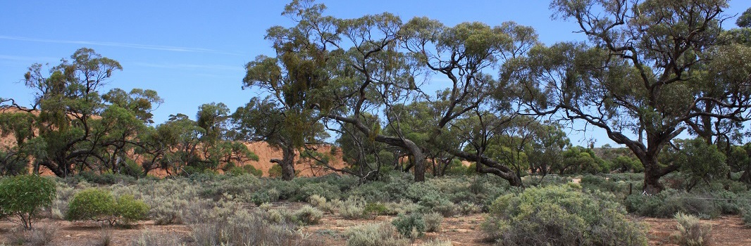 Bandeau-conf-arche-australie-2