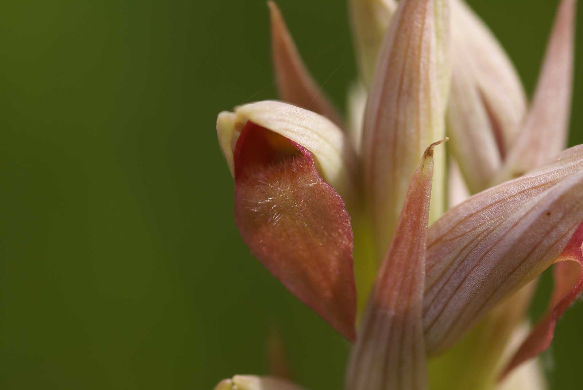 Serapias parviflora J.Geslin CBNB