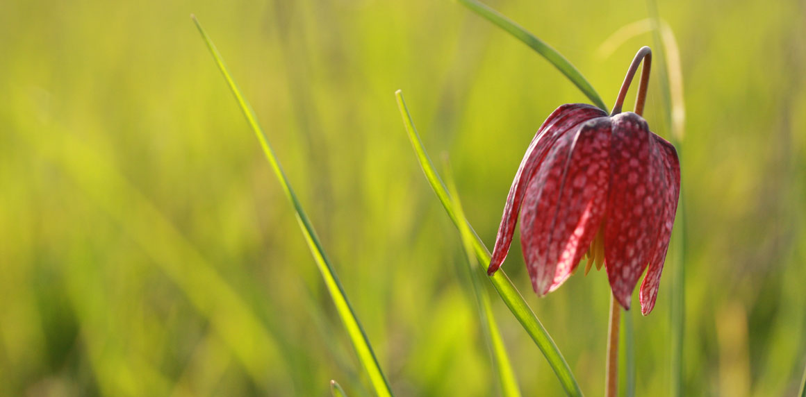 Bandeau-Fritillaria-meleagris-CBNB-Emilie-Vallez