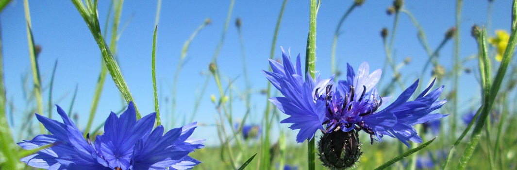 Bandeau-Normandie-Bleuet-JW