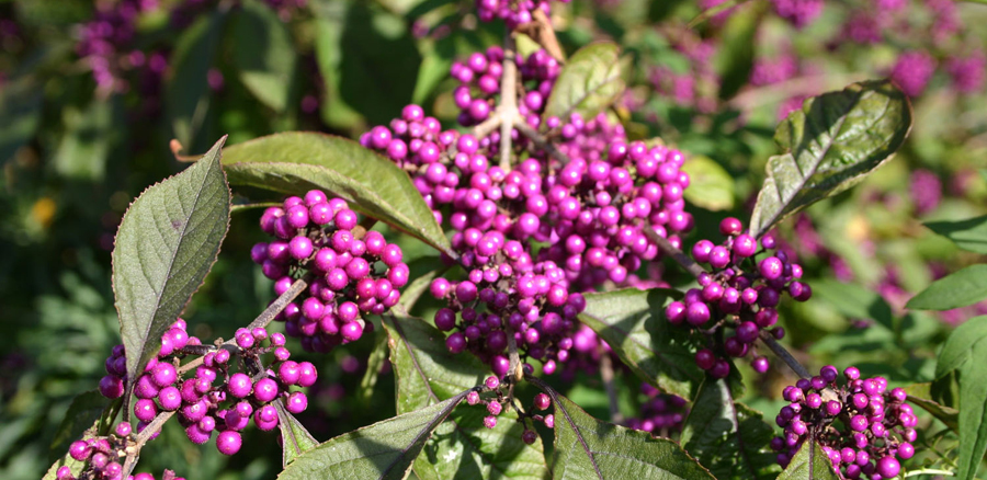 Callicarpa-copie