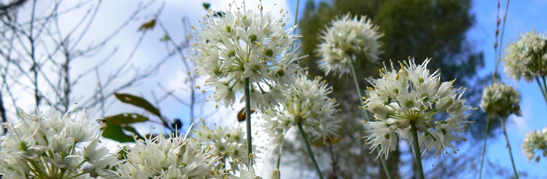 Flore-Ail-des-landes-Aurlia-Lachaud-2-rd