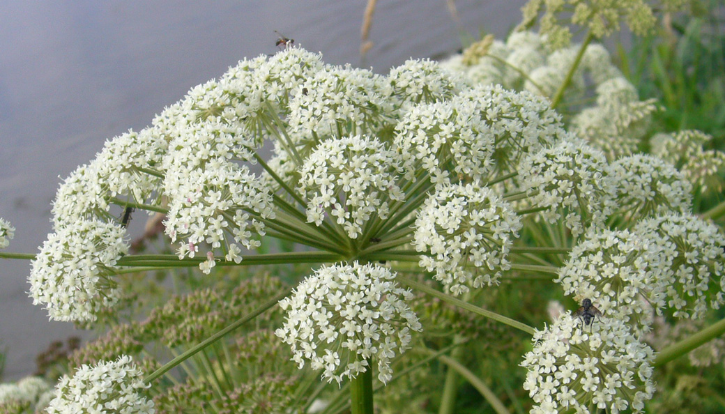 Flore-Angelica-heterocarpa-Pascal-Lacroix