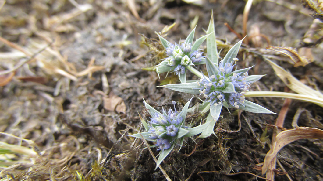 Flore-Eryngium-viviparum-Erwan-Glemarec