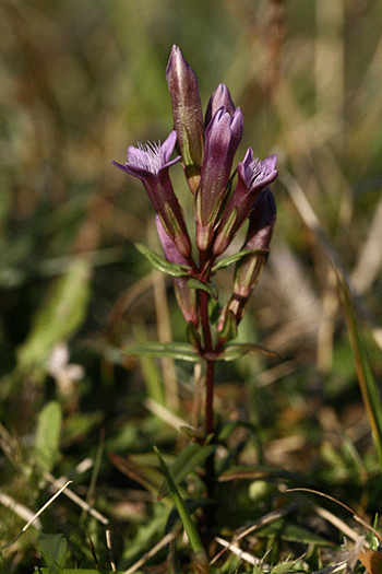 Calvados – Plan de conservation de la Gentiane amère