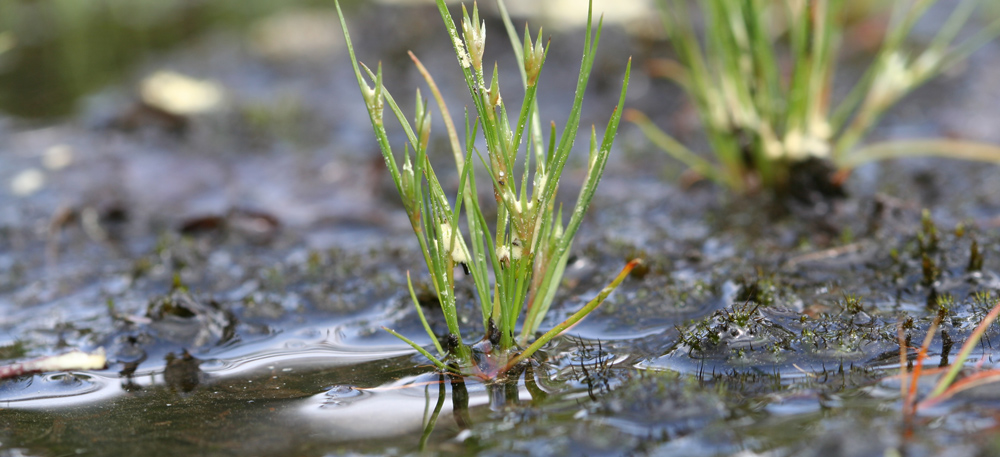 Flore-Juncus-bufonius-IMG_1666-2