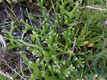 Flore Lycopodium clavatum AL 2