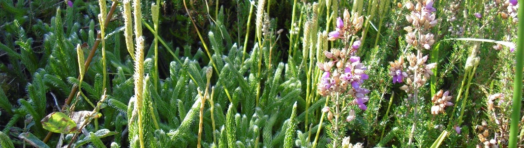 Flore-Lycopodium_clavatum-AL-RT