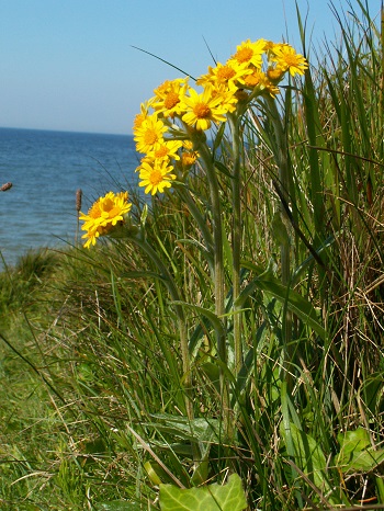 Senecio helenitis - CBNB (Thomas Bousquet)