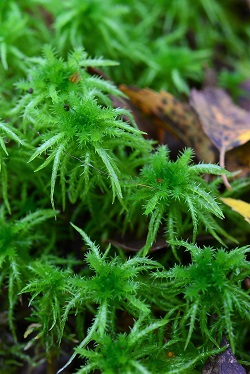 La sphaigne : Sphagnum