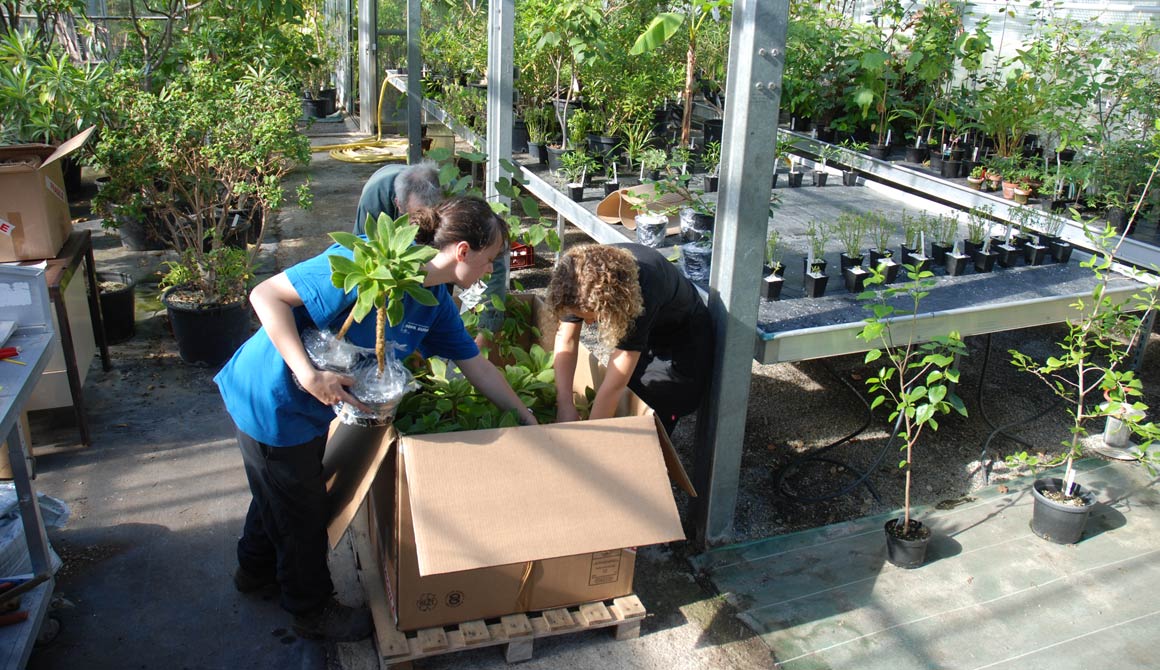 Le bouturage : comment ça marche ? - Conservatoire National des Plantes