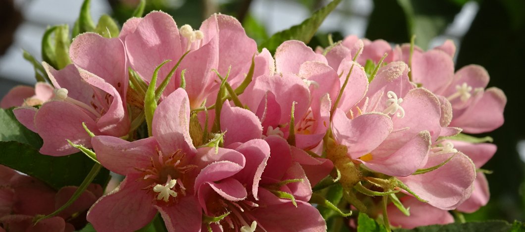 Jardin-Dombeya-acutangula-CBN-de-Brest-Charlotte-Dissez-2014