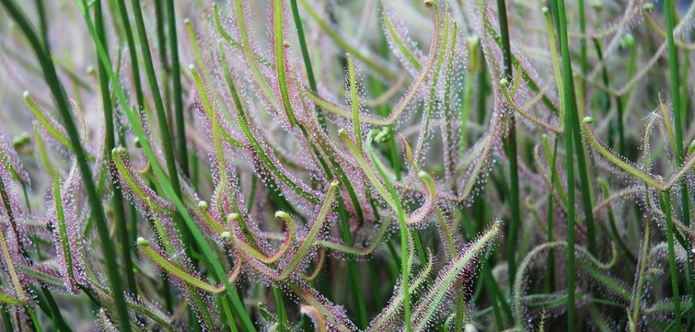 Jardin-Drosera-binata-Patrick-Peron