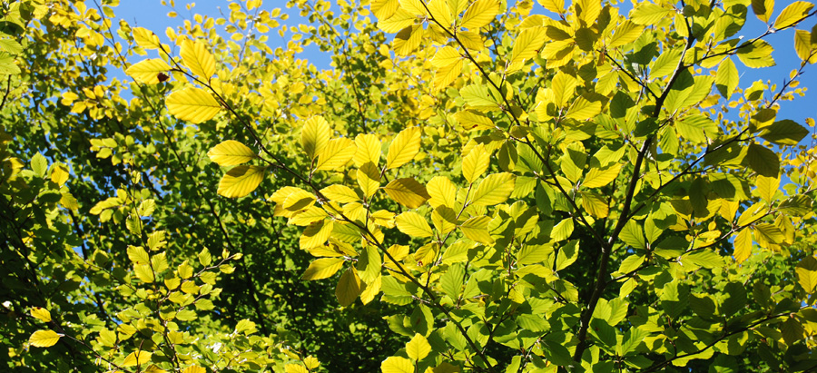 Jardin-Fagus-sylvatica-Loic-Ruellan-Cbn-Brest-075-8