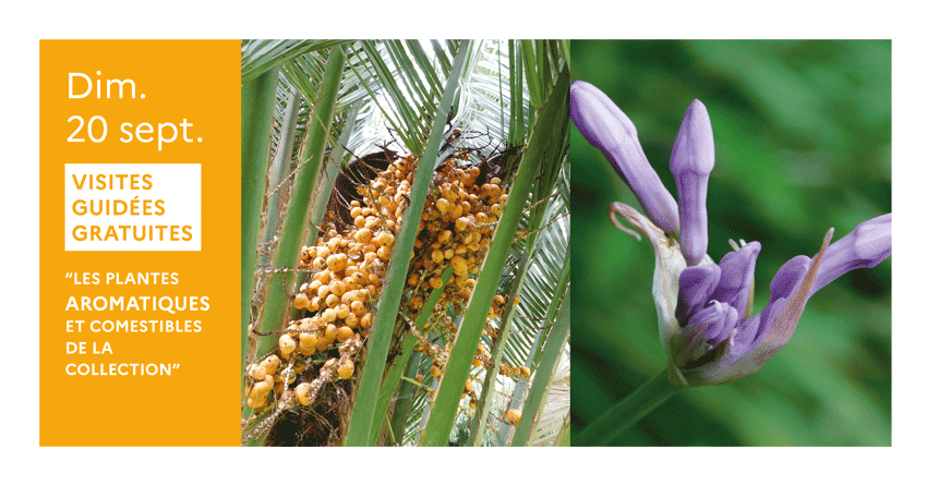 Jardin visite guidee arbres 1