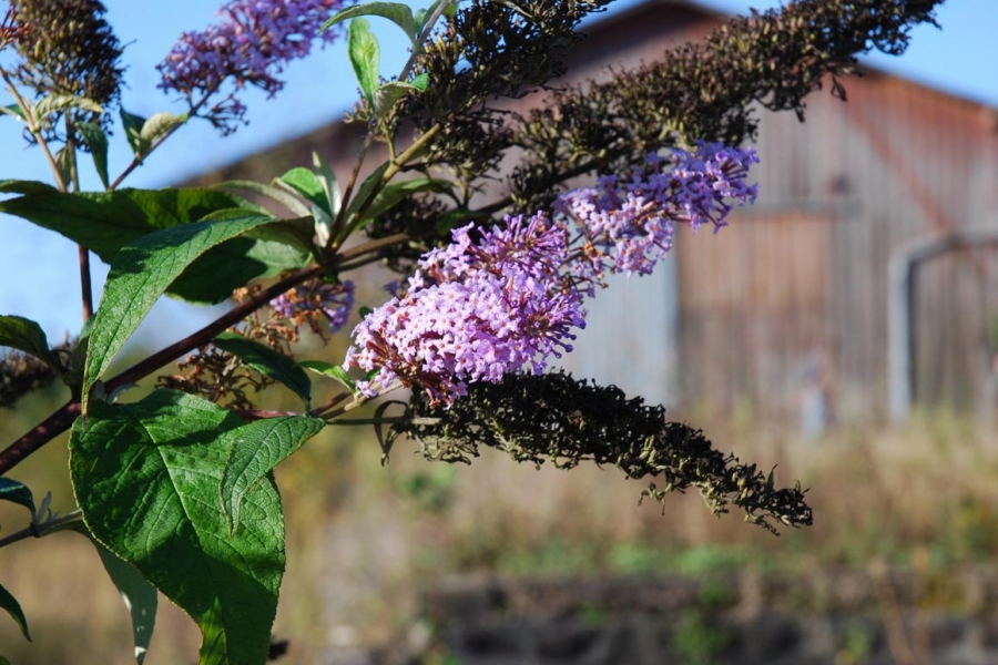 Flore-Buddleia-davidii-2-L-Ruellan_CBNB