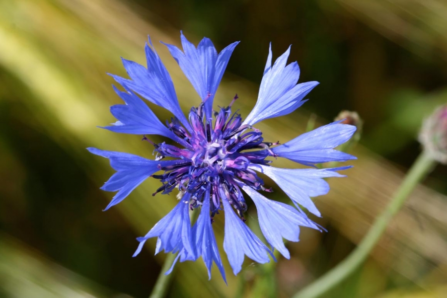 Flore-Centaurea-cyanus-IMG_2817