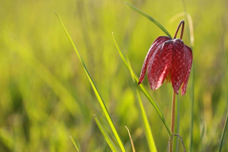 Fritillaria-meleagris-CBNB-Emilie-Vallez