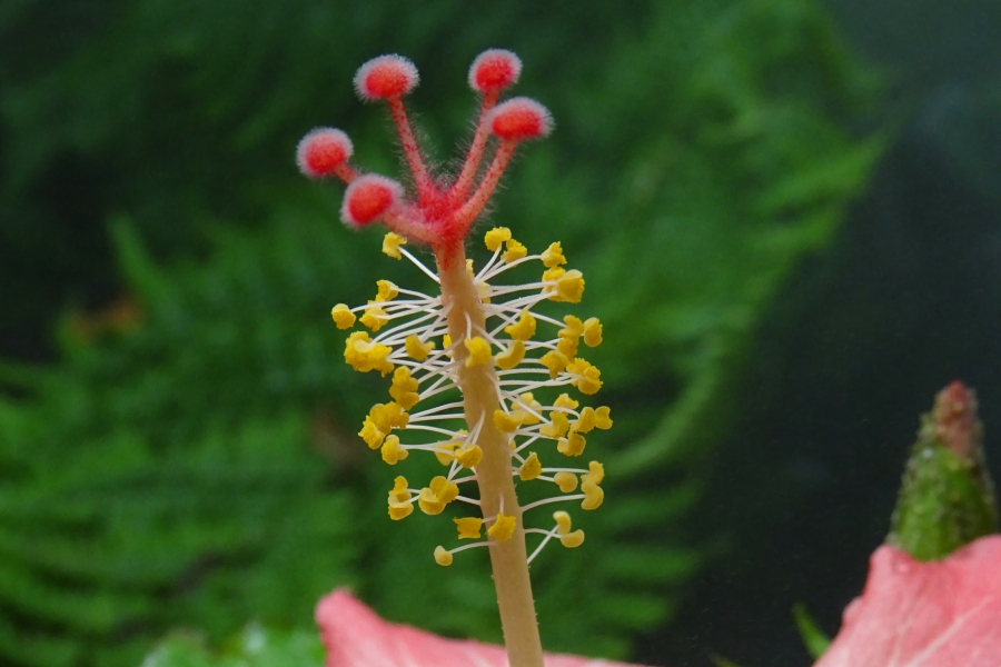 Hibiscus_storkii_-_CBN_de_Brest_Charlotte_Dissez_4