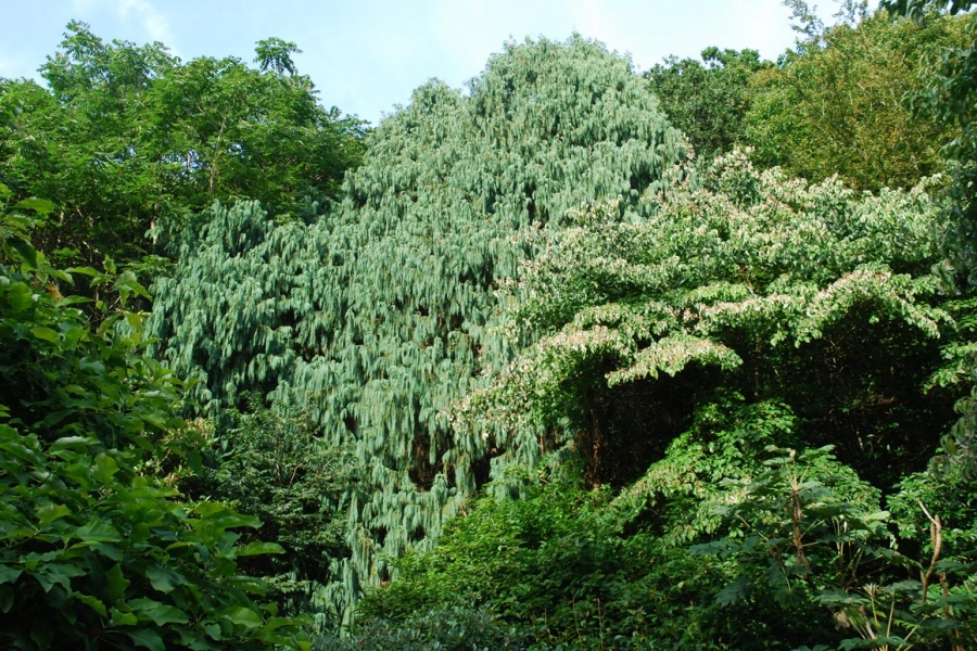 Jardin-Cupressus-cahmeriana-LR