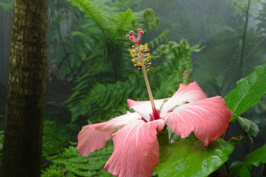 Serres-Hibiscus-storkii---CBN-de-Brest-Charlotte-Dissez-1