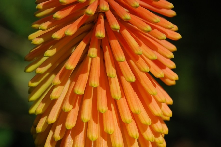 Serres-Kniphofia