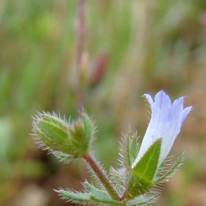 Campanula erinus © Julien Geslin (CBN de Brest)