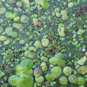 Wolffia columbiana © Mikaël Tréguier (Aquascop)