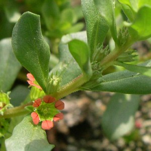 Lythrum borysthenicum © Cécile Mesnage (CBN de Brest)