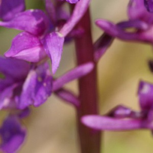 Orchis mascula © Hermann Guitton (CBN de Brest)
