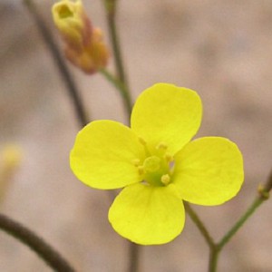 Diplotaxis muralis © Jean Le Bail (CBN de Brest)