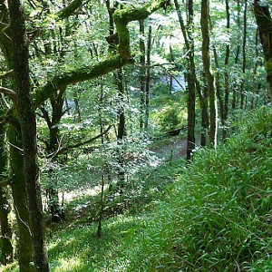 Chênaie acidiphile hyperocéanique (91A0) à Lopérec (Finistère) © Vincent Colasse (CBN de Brest)