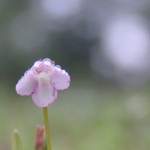 Lindernia procumbens © Julien Geslin (CBN de Brest)