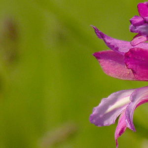 Gladiolus gallaecicus © Jean-Paul Priou